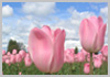 Flowerfield